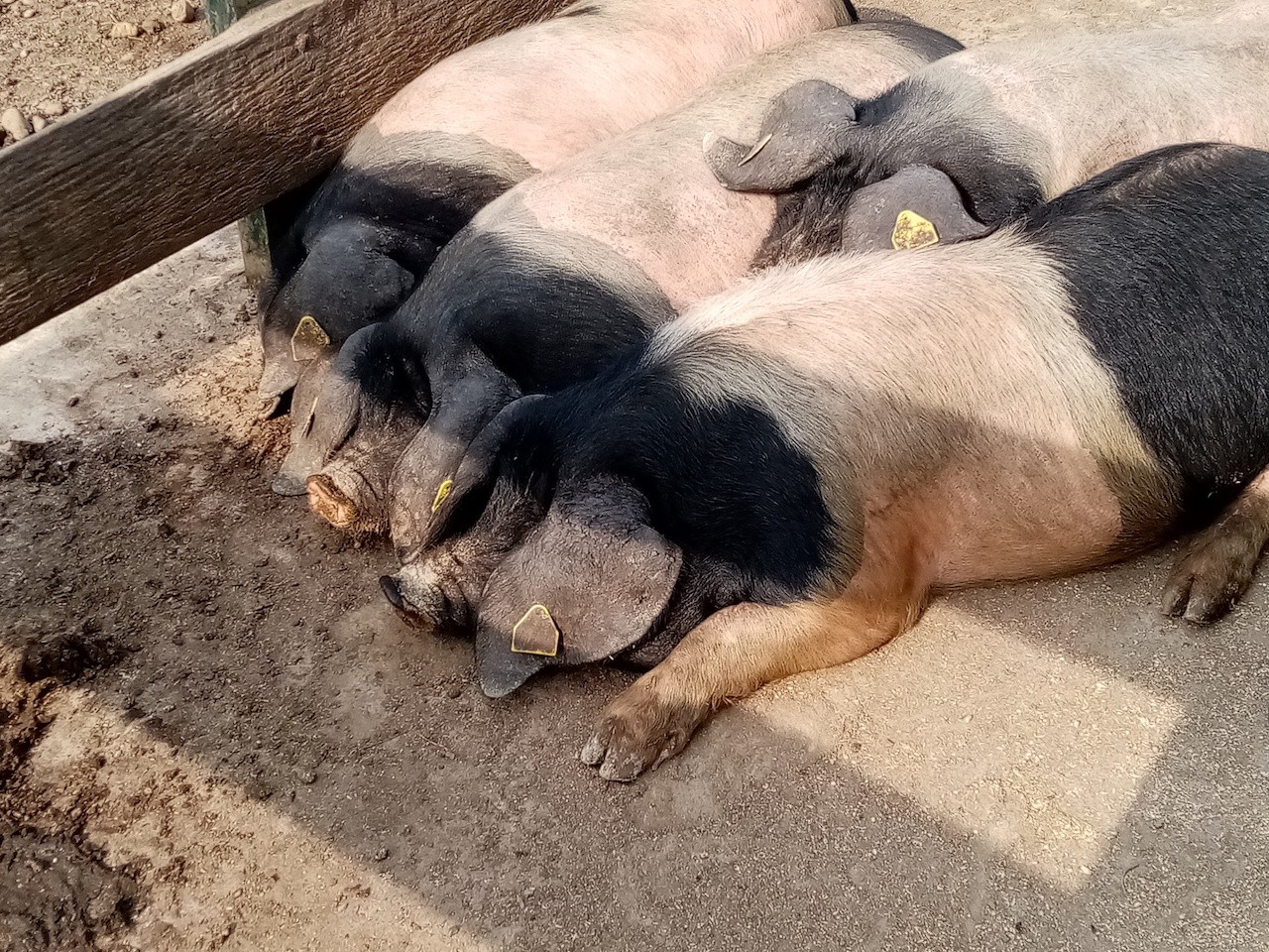 2023 03 02 LES TROIS SOMMETS DE BIZKARZUN, ZUHALMENDI ET ESNAUR