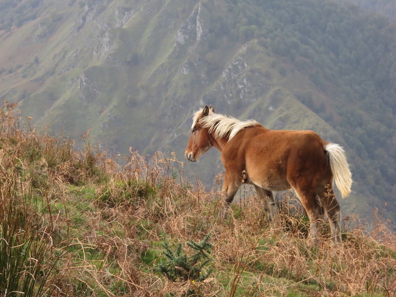 Mont HARRIBELZETA Haute Soule